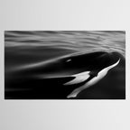 Orca, kill whale whale watching black and white nature photograph - photography - photographs Tablecloth Gallery Image 2