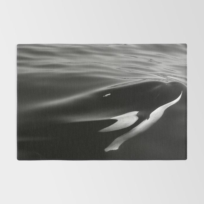 Orca, kill whale whale watching black and white nature photograph - photography - photographs Rug Gallery Image 2