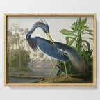John James Audubon Louisiana Heron Painting Serving Tray Gallery Image 1