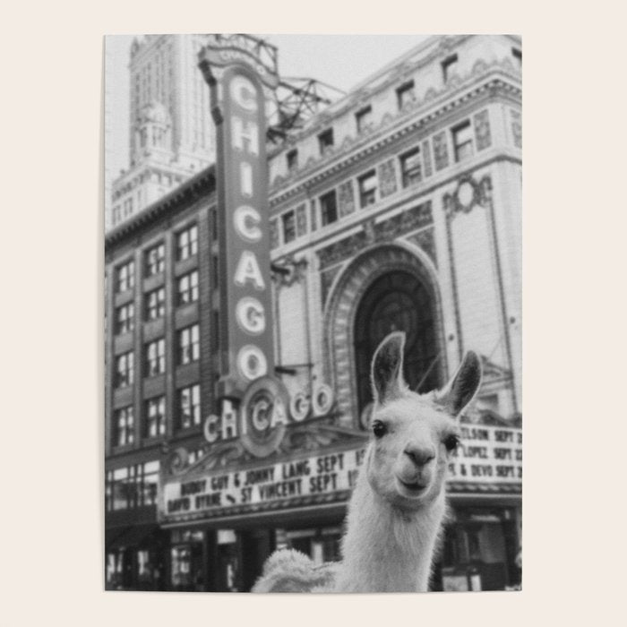 Chicago Llama Poster Gallery Image 4