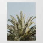 Palm Tree Leafs Photography Poster Gallery Image 4