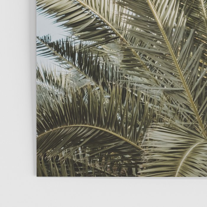 Palm Tree Leafs Photography Poster Gallery Image 3