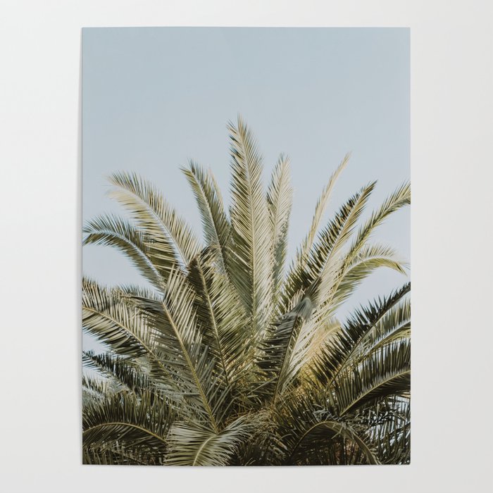 Palm Tree Leafs Photography Poster Gallery Image 1