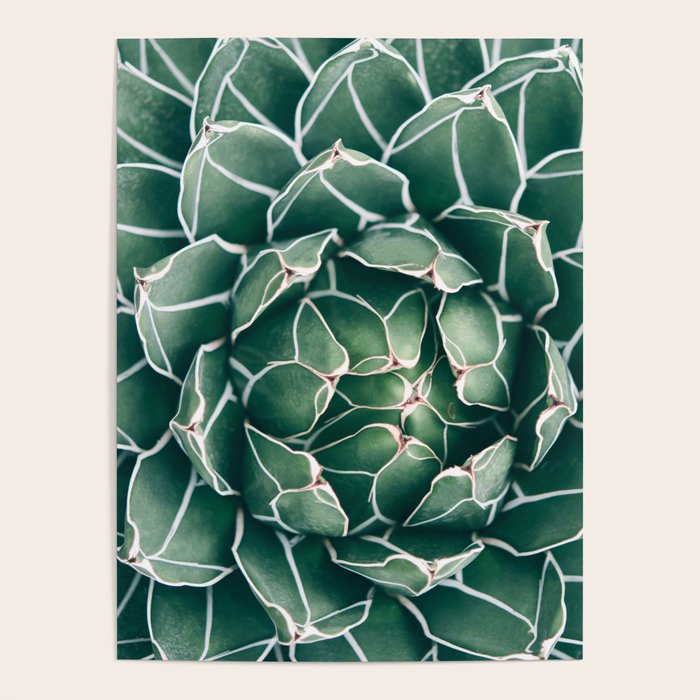 Succulent bloom II Poster Gallery Image 1