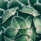 Succulent bloom II Coffee Mug Gallery Image 2