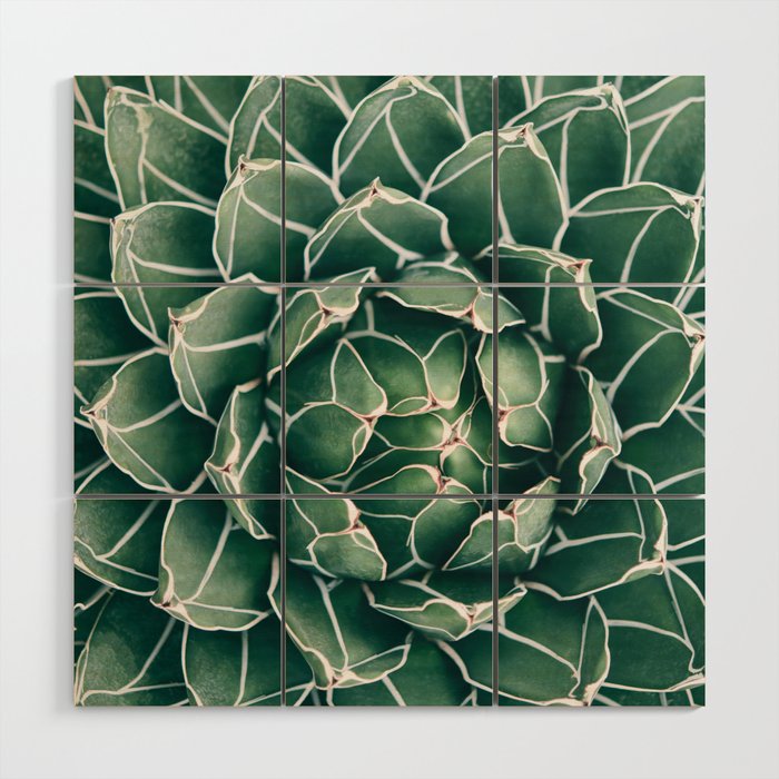 Succulent bloom II Wood Wall Art Gallery Image 1