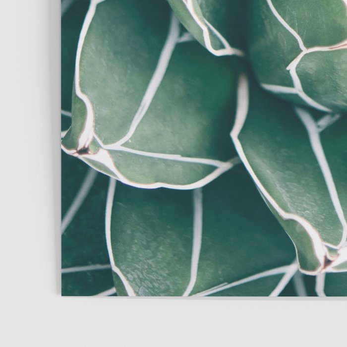 Succulent bloom II Poster Gallery Image 3