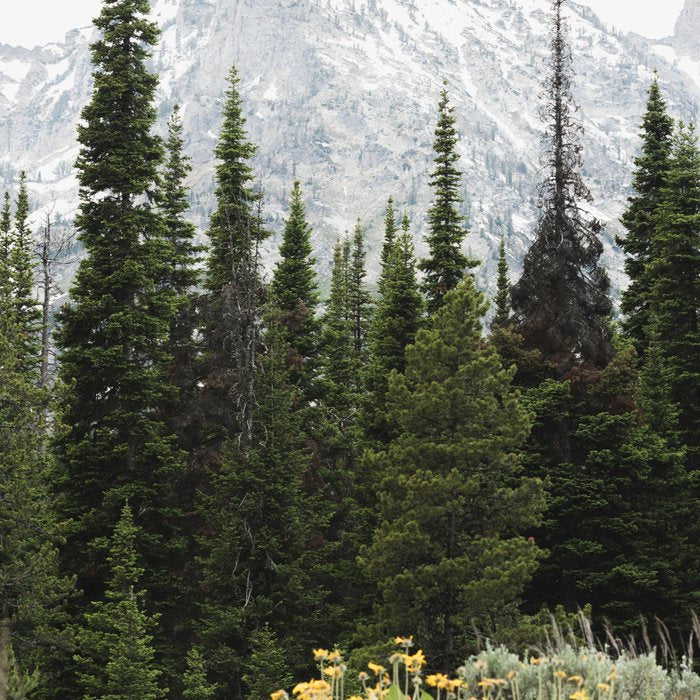 Grand Teton National Park Wildflower Adventure - Wanderlust Mountains Coffee Mug Gallery Image 2