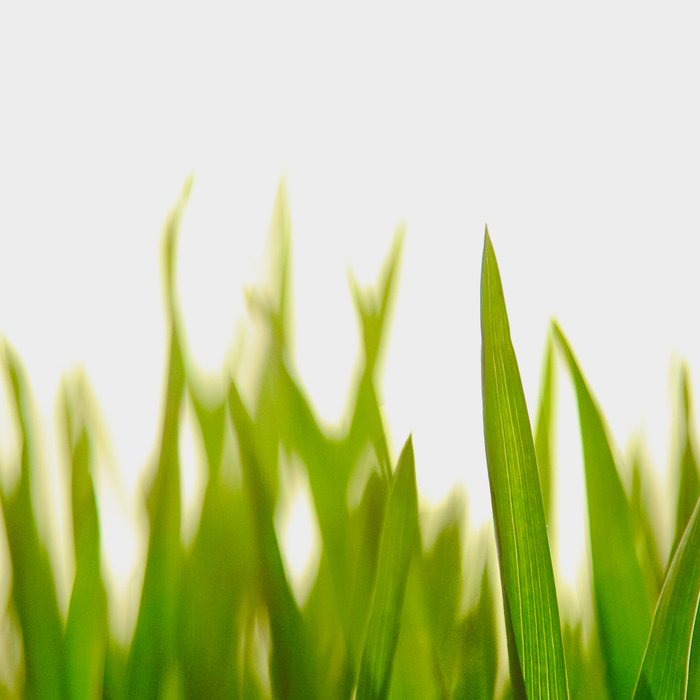 Close Up Of Green Blades Of Grass Coffee Mug Gallery Image 2