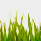 Close Up Of Green Blades Of Grass Coffee Mug Gallery Image 2