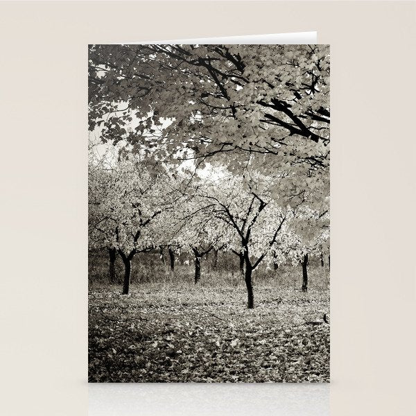 Wind and Leaves - B&W Stationery Card Gallery Image 2