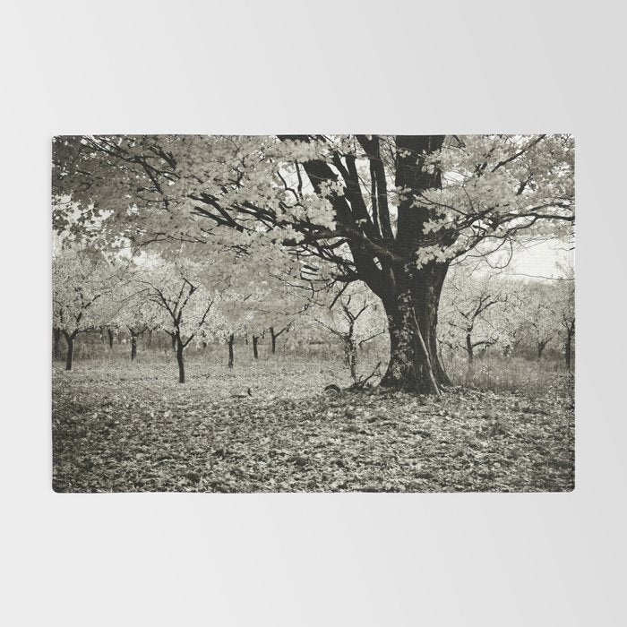 Wind and Leaves - B&W Rug Gallery Image 2