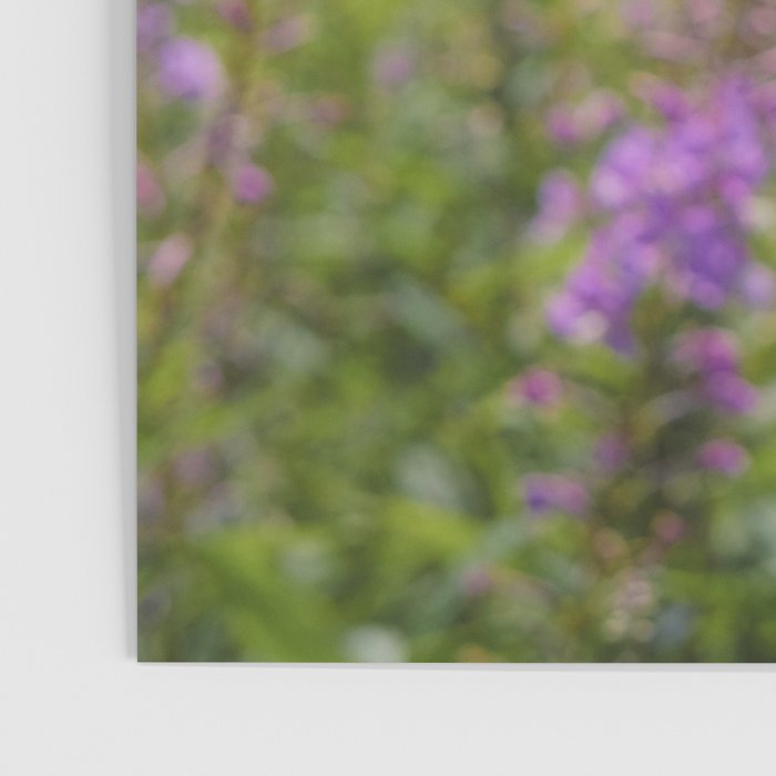 summer wildflowers no. 2 - botanical photograph maine flowers Poster Gallery Image 3