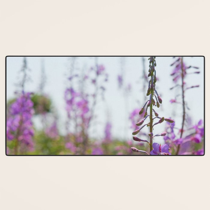 summer wildflowers no. 2 - botanical photograph maine flowers Desk Mat Gallery Image 3