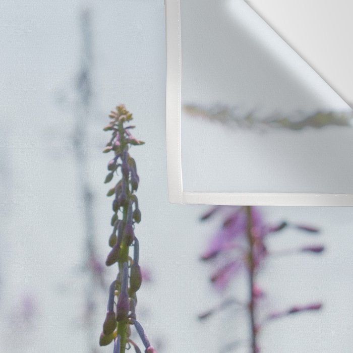 summer wildflowers no. 2 - botanical photograph maine flowers Wall Tapestry Gallery Image 3