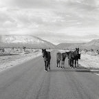 Spring Mountain Wild Horses Coffee Mug Gallery Image 2