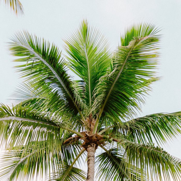 For the love of palm trees | Dominican Republic travel photography print | Summer time Coffee Mug Gallery Image 2