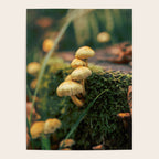 Little Mushrooms Poster Gallery Image 4