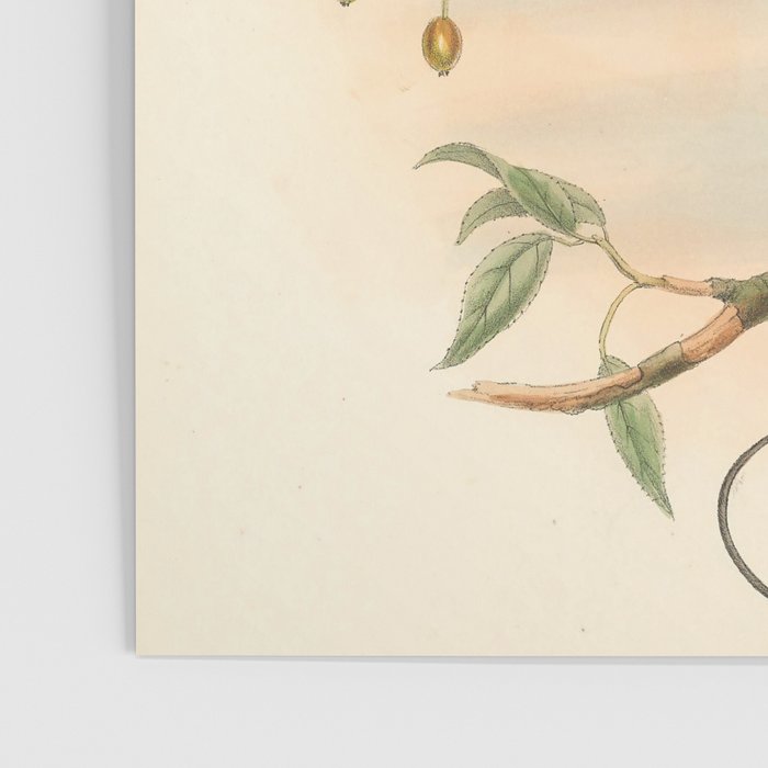 Birds-of-paradise (Dephyllodes Chrysoptera) by John Gould, 1875-1888 (benefitting the Nature Conservancy) Poster Gallery Image 3