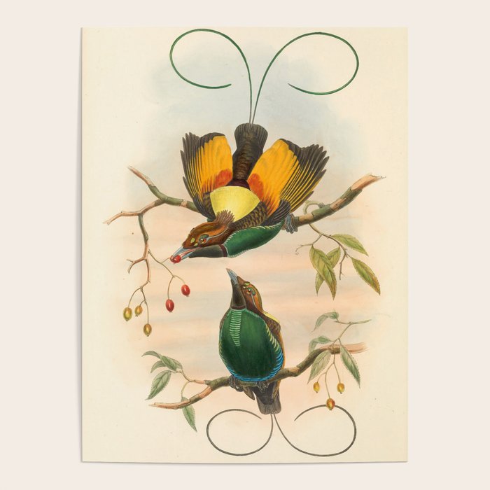 Birds-of-paradise (Dephyllodes Chrysoptera) by John Gould, 1875-1888 (benefitting the Nature Conservancy) Poster Gallery Image 4