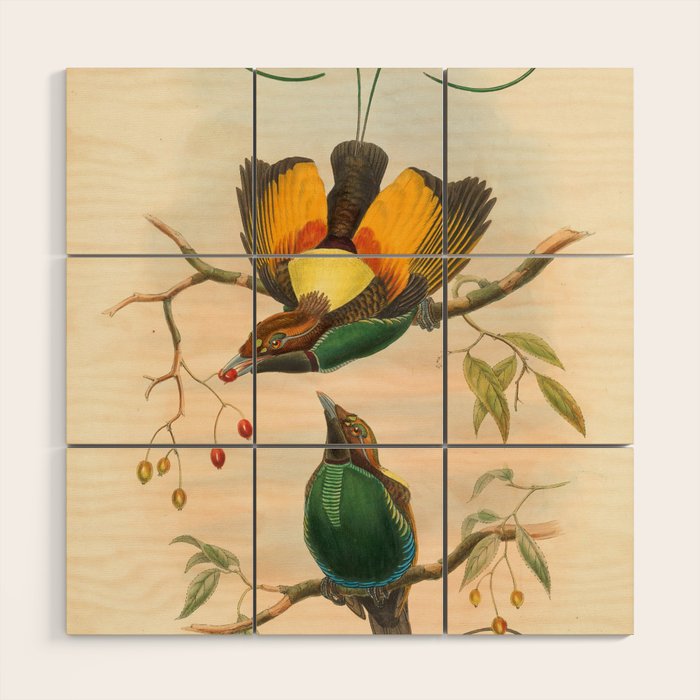 Birds-of-paradise (Dephyllodes Chrysoptera) by John Gould, 1875-1888 (benefitting the Nature Conservancy) Wood Wall Art Gallery Image 1