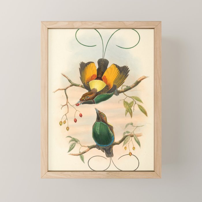 Birds-of-paradise (Dephyllodes Chrysoptera) by John Gould, 1875-1888 (benefitting the Nature Conservancy) Mini Art Print Gallery Image 1