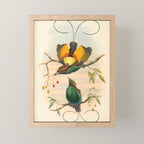 Birds-of-paradise (Dephyllodes Chrysoptera) by John Gould, 1875-1888 (benefitting the Nature Conservancy) Mini Art Print Gallery Image 1