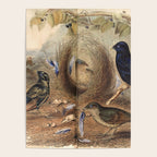 Satin Bowerbird by Elizabeth Gould, 1840s (benefitting The Nature Conservancy) Poster Gallery Image 4