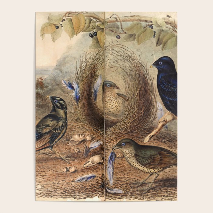 Satin Bowerbird by Elizabeth Gould, 1840s (benefitting The Nature Conservancy) Poster Gallery Image 4