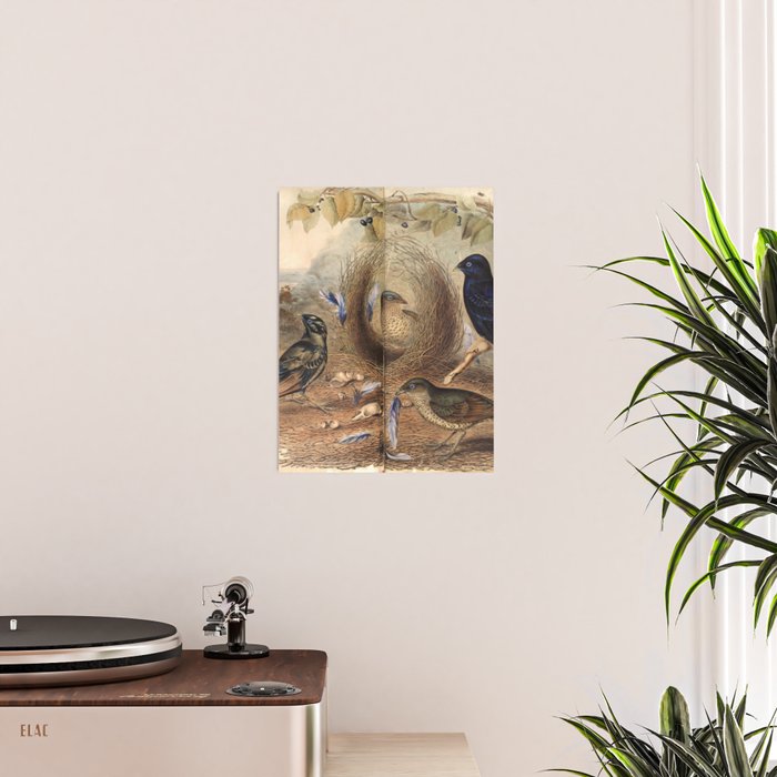 Satin Bowerbird by Elizabeth Gould, 1840s (benefitting The Nature Conservancy) Poster Gallery Image 2
