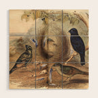 Satin Bowerbird by Elizabeth Gould, 1840s (benefitting The Nature Conservancy) Wood Wall Art Gallery Image 1