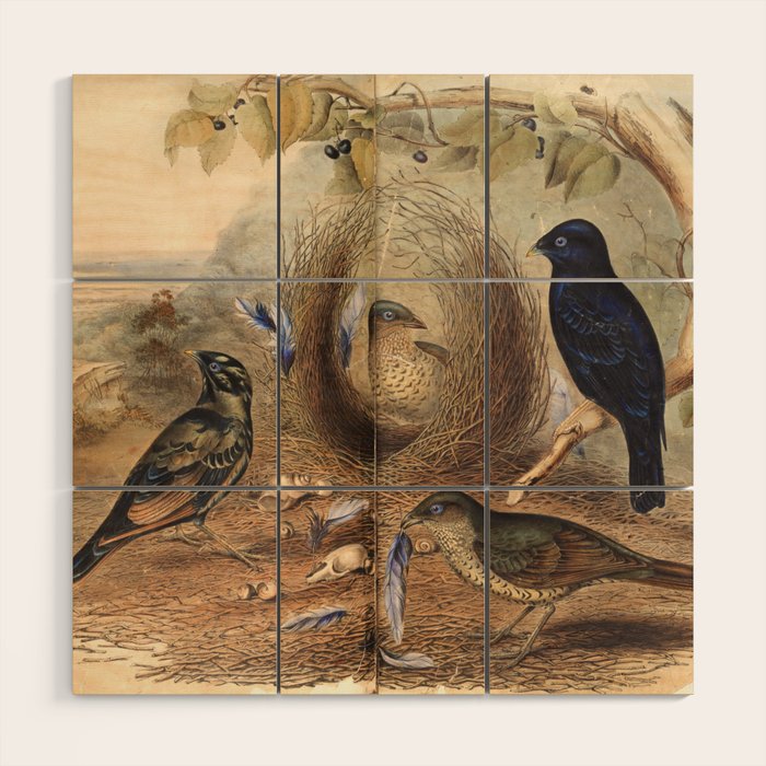 Satin Bowerbird by Elizabeth Gould, 1840s (benefitting The Nature Conservancy) Wood Wall Art Gallery Image 1