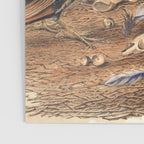 Satin Bowerbird by Elizabeth Gould, 1840s (benefitting The Nature Conservancy) Poster Gallery Image 3