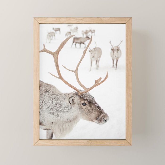 Reindeer With Antlers Art Print | Tromsø Norway Animal Snow Photo | Arctic Winter Travel Photography Mini Art Print Gallery Image 1