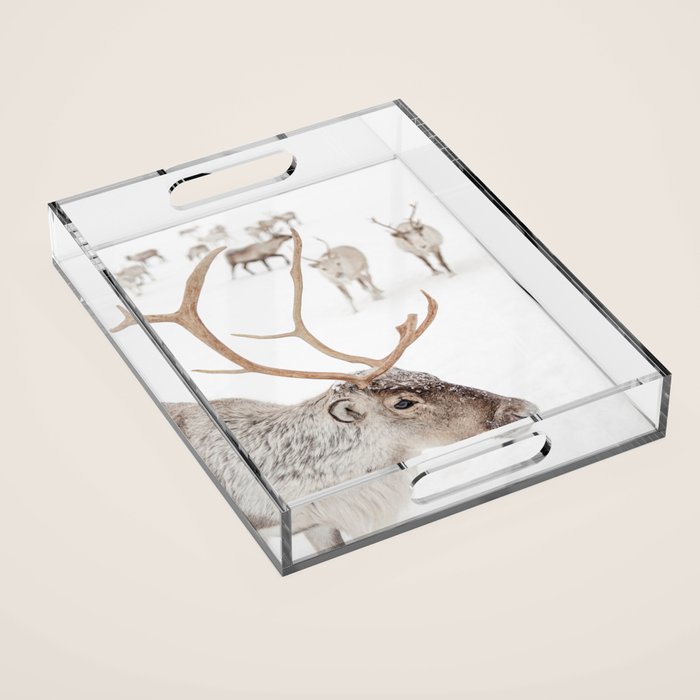 Reindeer With Antlers Art Print | Tromsø Norway Animal Snow Photo | Arctic Winter Travel Photography Acrylic Tray Gallery Image 1