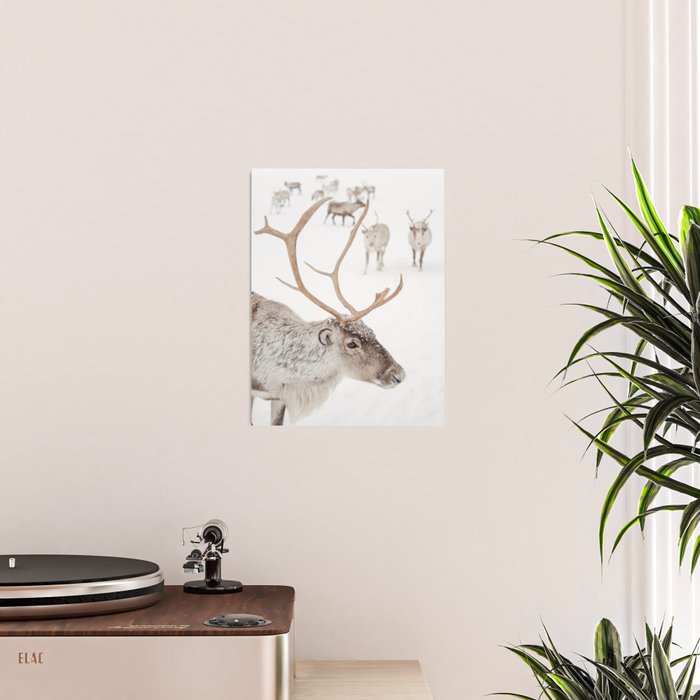 Reindeer With Antlers Art Print | Tromsø Norway Animal Snow Photo | Arctic Winter Travel Photography Poster Gallery Image 2