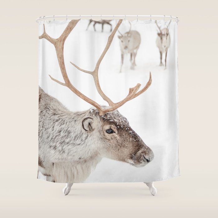 Reindeer With Antlers Art Print | Tromsø Norway Animal Snow Photo | Arctic Winter Travel Photography Shower Curtain Gallery Image 1