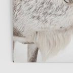 Reindeer With Antlers Art Print | Tromsø Norway Animal Snow Photo | Arctic Winter Travel Photography Poster Gallery Image 3