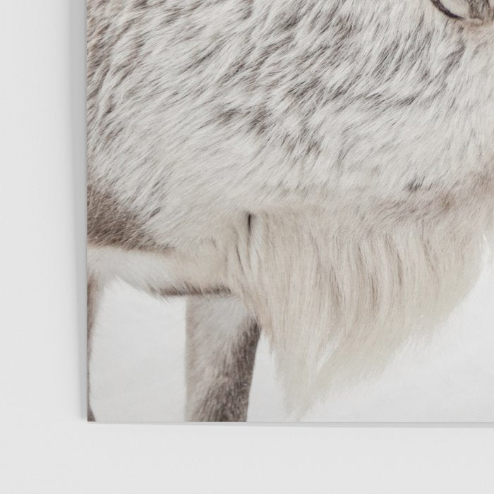 Reindeer With Antlers Art Print | Tromsø Norway Animal Snow Photo | Arctic Winter Travel Photography Poster Gallery Image 3