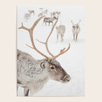 Reindeer With Antlers Art Print | Tromsø Norway Animal Snow Photo | Arctic Winter Travel Photography Poster Gallery Image 4
