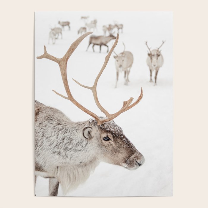 Reindeer With Antlers Art Print | Tromsø Norway Animal Snow Photo | Arctic Winter Travel Photography Poster Gallery Image 4