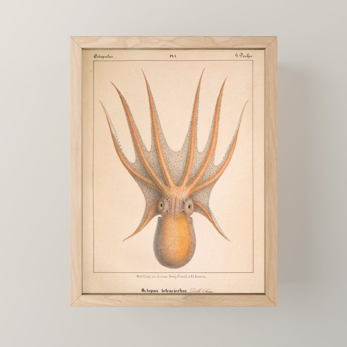 Octopus from "Mollusques Méditeranéens" by Jean Baptiste Vérany, 1851 Mini Art Print Gallery Image 1