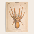 Octopus from "Mollusques Méditeranéens" by Jean Baptiste Vérany, 1851 Poster Gallery Image 4