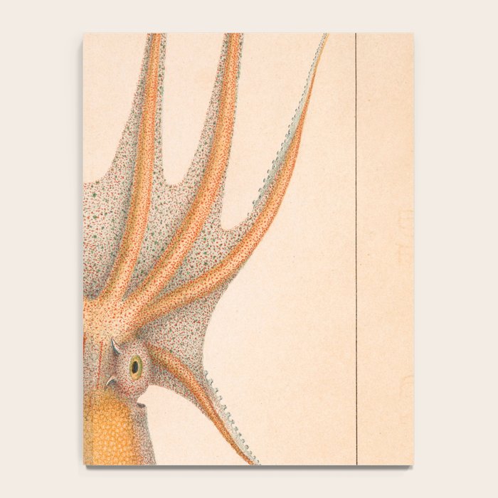 Octopus from "Mollusques Méditeranéens" by Jean Baptiste Vérany, 1851 Notebook Gallery Image 4