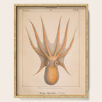 Octopus from "Mollusques Méditeranéens" by Jean Baptiste Vérany, 1851 Serving Tray Gallery Image 1