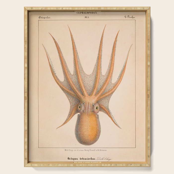 Octopus from "Mollusques Méditeranéens" by Jean Baptiste Vérany, 1851 Serving Tray Gallery Image 1
