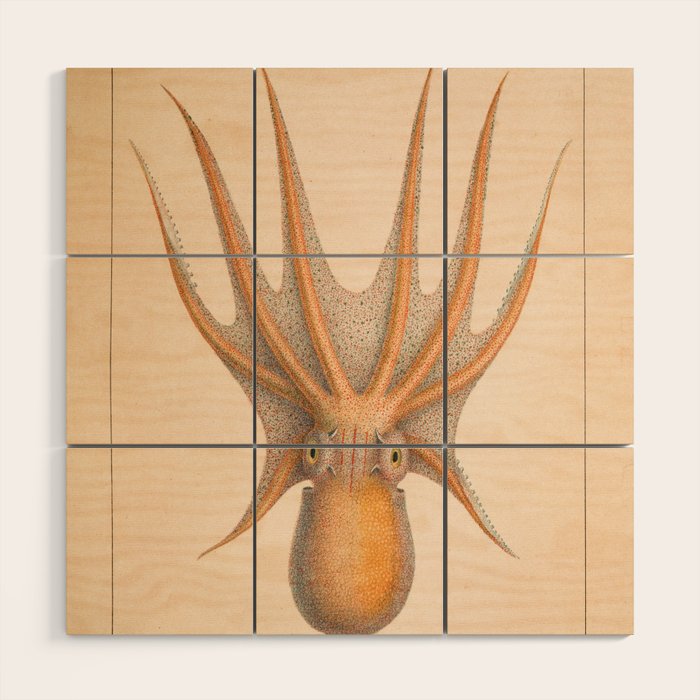 Octopus from "Mollusques Méditeranéens" by Jean Baptiste Vérany, 1851 Wood Wall Art Gallery Image 1