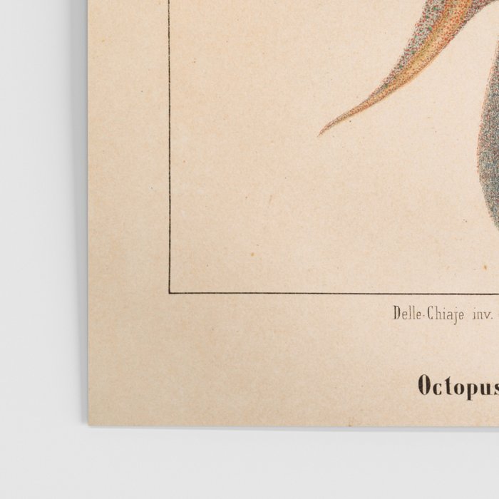 Octopus from "Mollusques Méditeranéens" by Jean Baptiste Vérany, 1851 Poster Gallery Image 3
