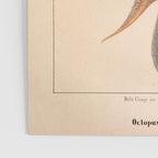 Octopus from "Mollusques Méditeranéens" by Jean Baptiste Vérany, 1851 Poster Gallery Image 3