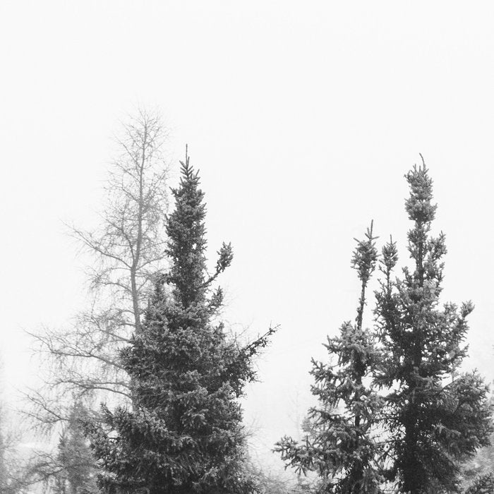 Misty Forest Coffee Mug Gallery Image 2